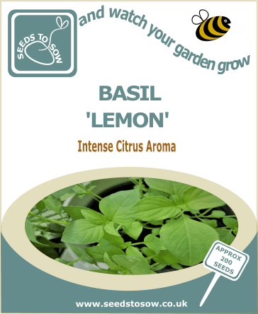 Seeds to Sow Basil Sweet Genovese