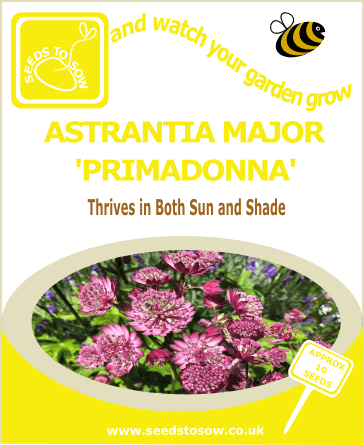 Astrantia major 'Primadonna' - SeedScape