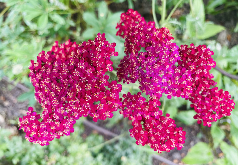 Achillea Cerise Queen Seeds to Sow Limited