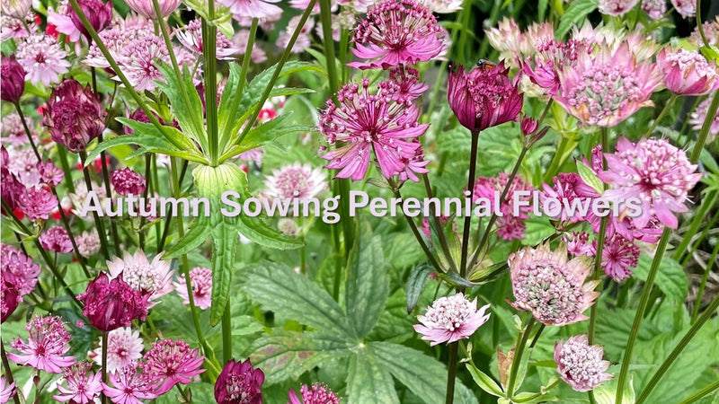 Autumn Sowing Perennial Flower Seeds