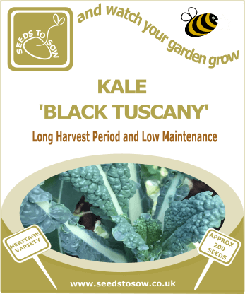 Nero Di Toscana (Black Tuscan Kale) Seeds