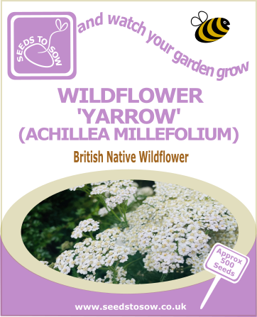 Yarrow seeds