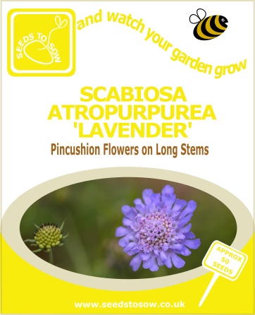 Scabiosa Atropurpurea Lavender