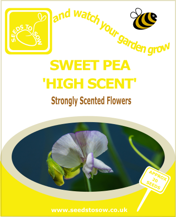 High scent sweet pea seeds