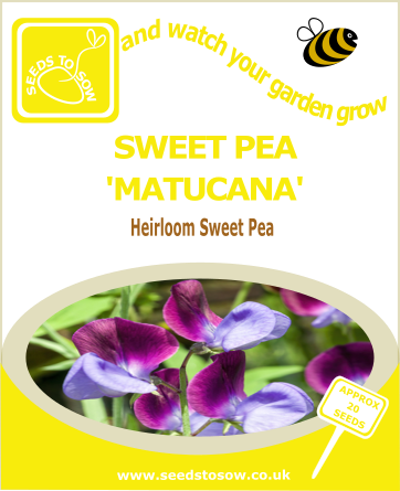 Sweet Pea - Matucana