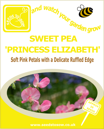 Princess Elizabeth sweet pea seeds