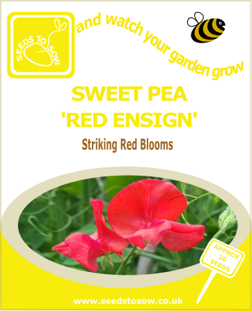 Red ensign sweet pea seeds