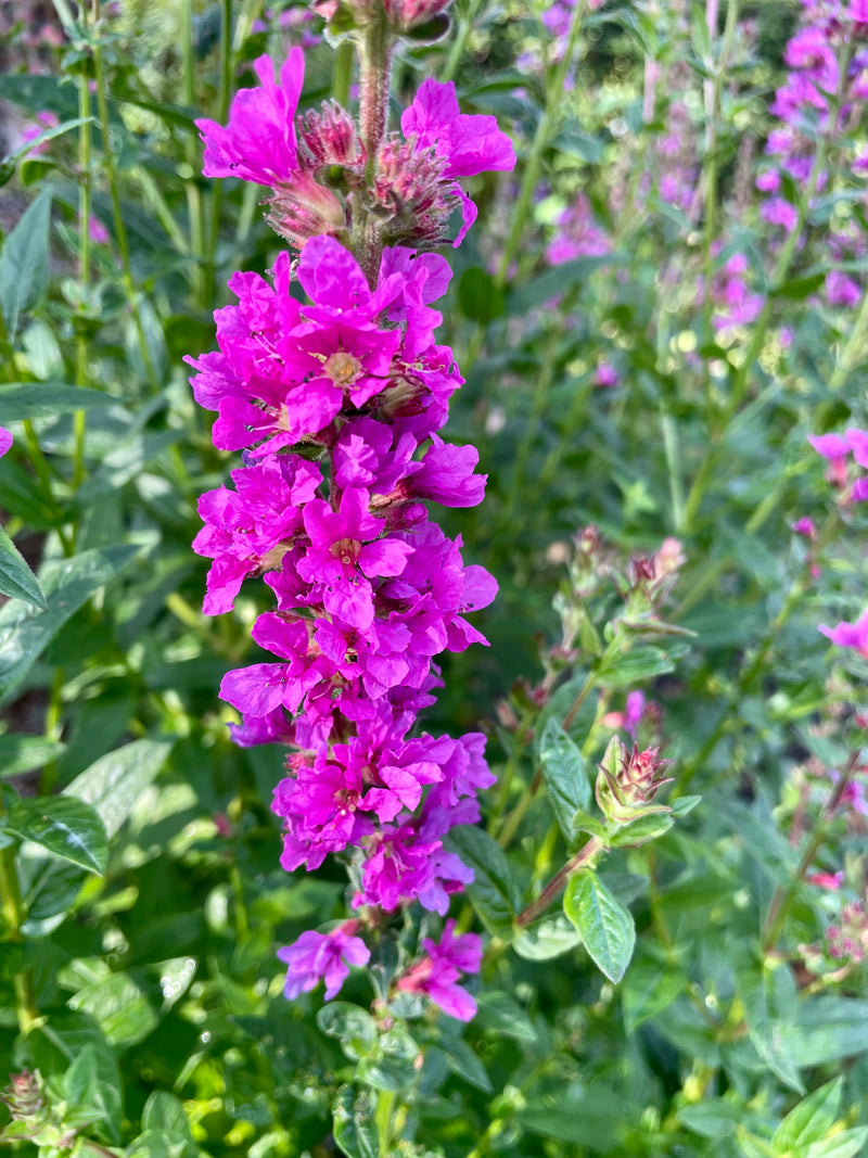 Lythrum Purple Loosestrife Seeds