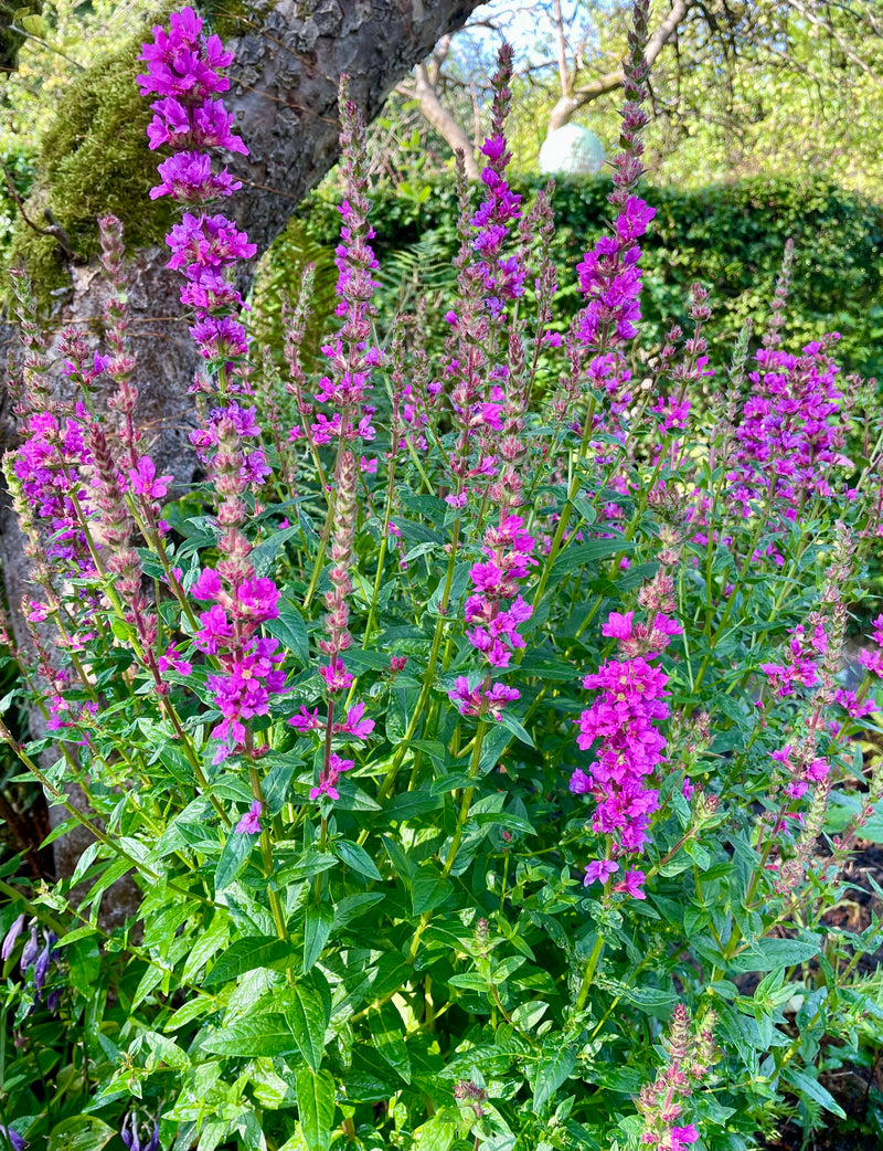 Lythrum Purple Loosestrife Seeds