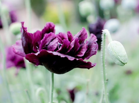 Black poppy seeds