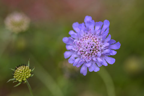 Scabiosa Lavender Seeds