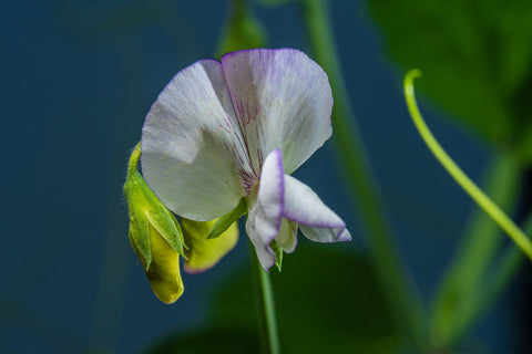 Sweet Pea High Scent Seeds