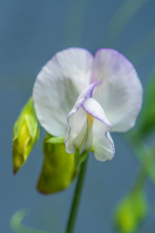 Sweet Pea High Scent Seeds