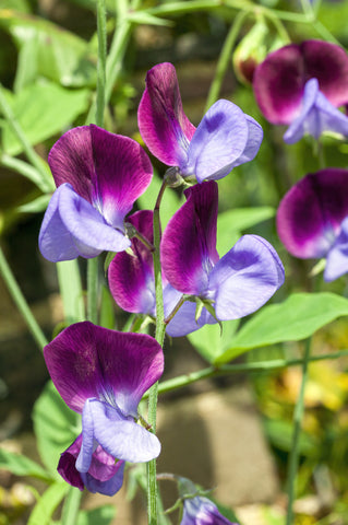 Sweet Pea Matacuna Seeds