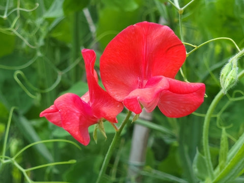 Sweet Pea Red Ensign Seeds