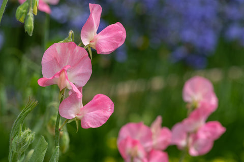 Sweet pea Princess Elizabeth Seeds