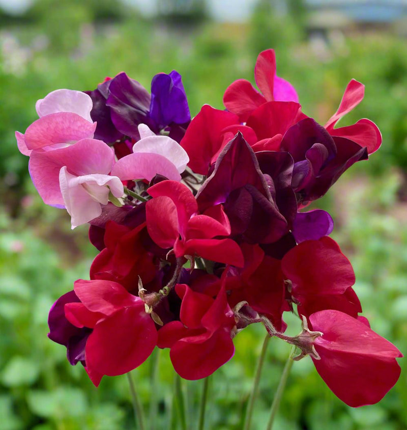 Sweet Pea Seed Bundle - Single Colour Varieties