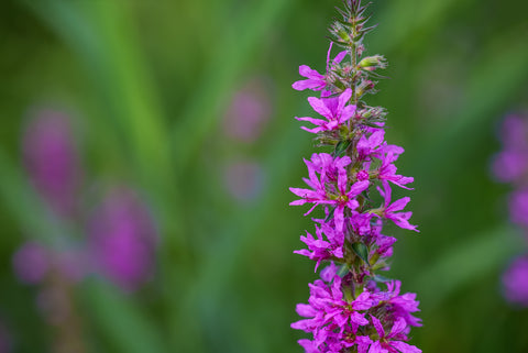 Lythrum Purple Loosestrife Seeds