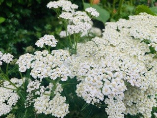 Wildflower Yarrow Achillea Millefolium Seeds