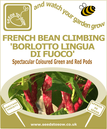 French Bean Borlotto - Tongue of Fire Seeds